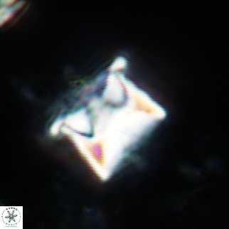Cylindralithus sculptus 14