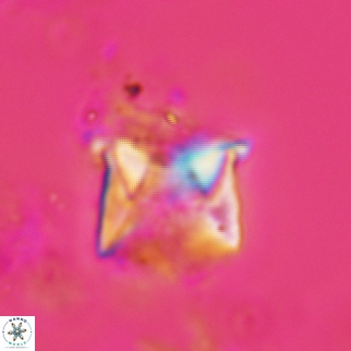 Cylindralithus sculptus 16