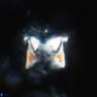 Cylindralithus sculptus 17