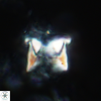 Cylindralithus sculptus 17