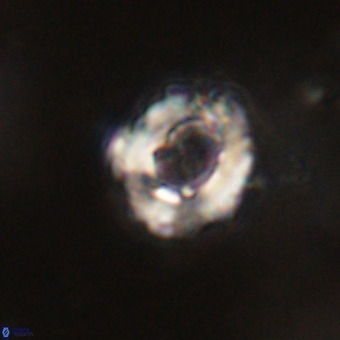 Cylindralithus serratus VR 22895