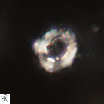 Cylindralithus serratus VR 22895