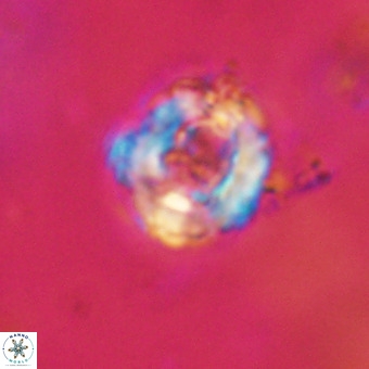 Cylindralithus serratus VR 22896