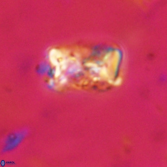 Cylindralithus serratus VR 22899