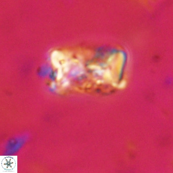 Cylindralithus serratus VR 22899