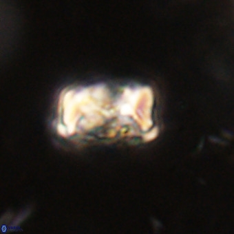 Cylindralithus serratus VR 22900