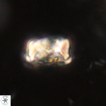 Cylindralithus serratus VR 22900
