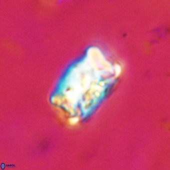 Cylindralithus serratus VR 22902