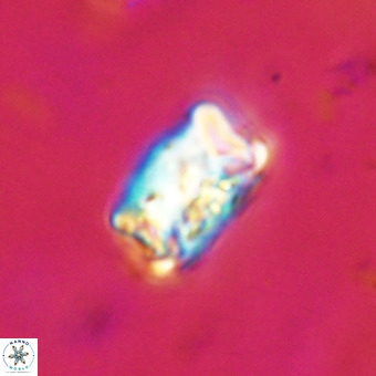 Cylindralithus serratus VR 22902