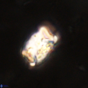 Cylindralithus serratus VR 22903