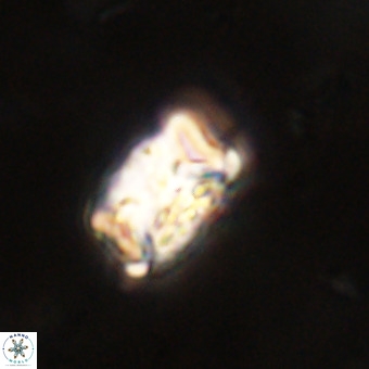 Cylindralithus serratus VR 22903