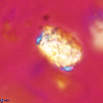 Cylindralithus serratus VR 22904
