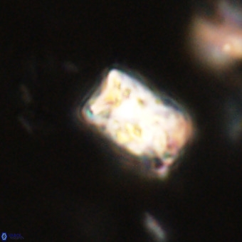 Cylindralithus serratus VR 22905
