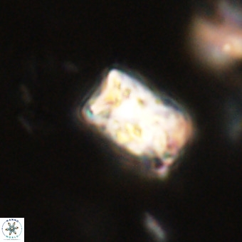 Cylindralithus serratus VR 22905