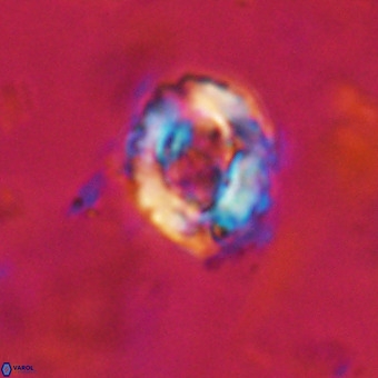 Cylindralithus serratus VR 22907