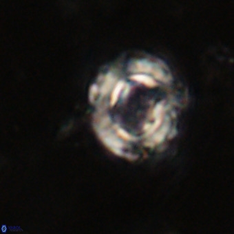 Cylindralithus serratus VR 22908