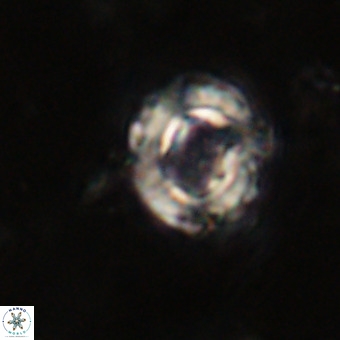 Cylindralithus serratus VR 22908