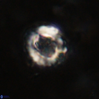 Cylindralithus serratus VR 22909