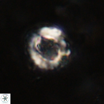 Cylindralithus serratus VR 22909