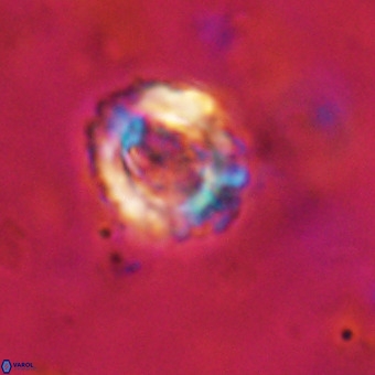 Cylindralithus serratus VR 22910