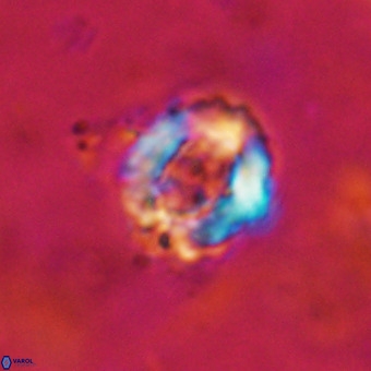 Cylindralithus serratus VR 22912