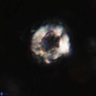 Cylindralithus serratus VR 22913