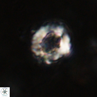 Cylindralithus serratus VR 22913