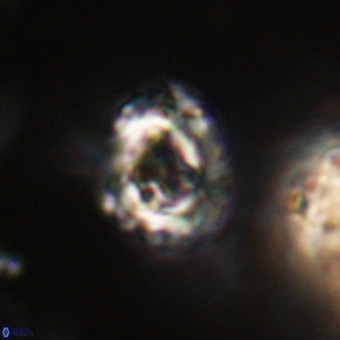 Cylindralithus serratus VR 22915