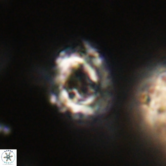 Cylindralithus serratus VR 22915