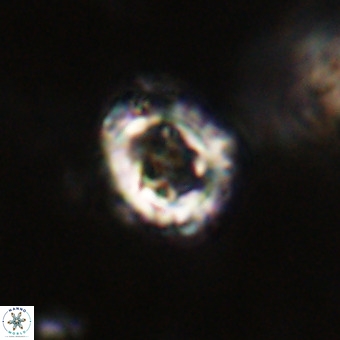 Cylindralithus serratus VR 22919