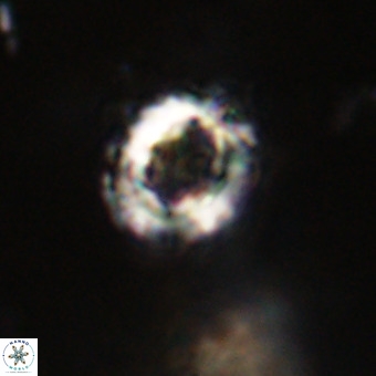 Cylindralithus serratus VR 22920