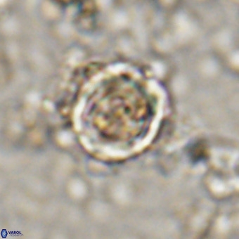 Cylindralithus sp A VR 21501