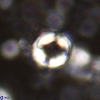 Cylindralithus sp A VR 21502