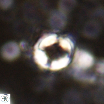Cylindralithus sp A VR 21502