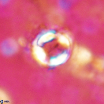 Cylindralithus sp A VR 21503