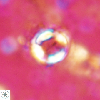 Cylindralithus sp A VR 21503