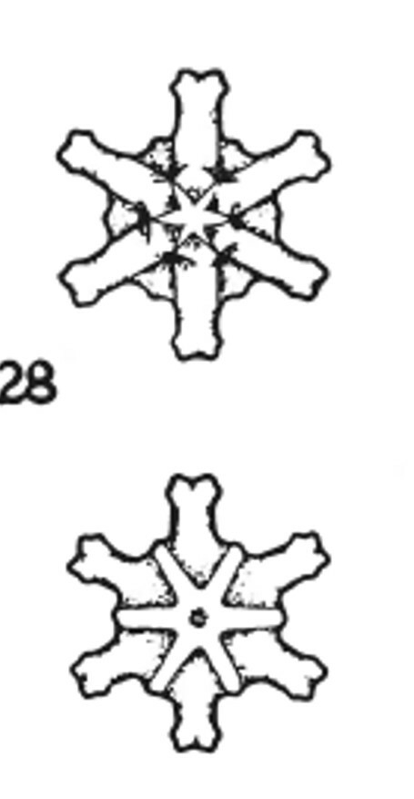 Discoaster musicus VR 19673