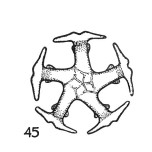 Discoaster martinii 14208