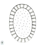 Cribrosphaerella numerosa 10834