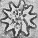 Discoaster nobilis 70528
