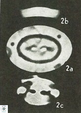 D ocellatus
