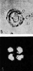 Cribrocentrum ornatus 15496