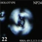 Cribrocentrum albitectus 48925