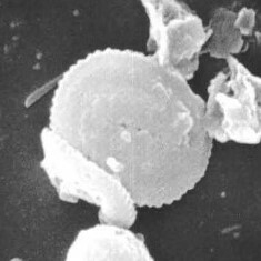 Obturolithus antarcticus 2448