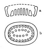 Pontosphaera apocresis 1 1071 3