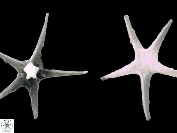 D asymmetricus