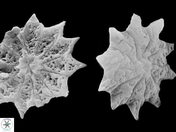 D barbadiensis