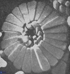 Biscutum bellis 4786