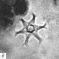 Discoaster bollii 1554