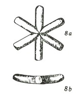 Discoaster brouweri VR 08623